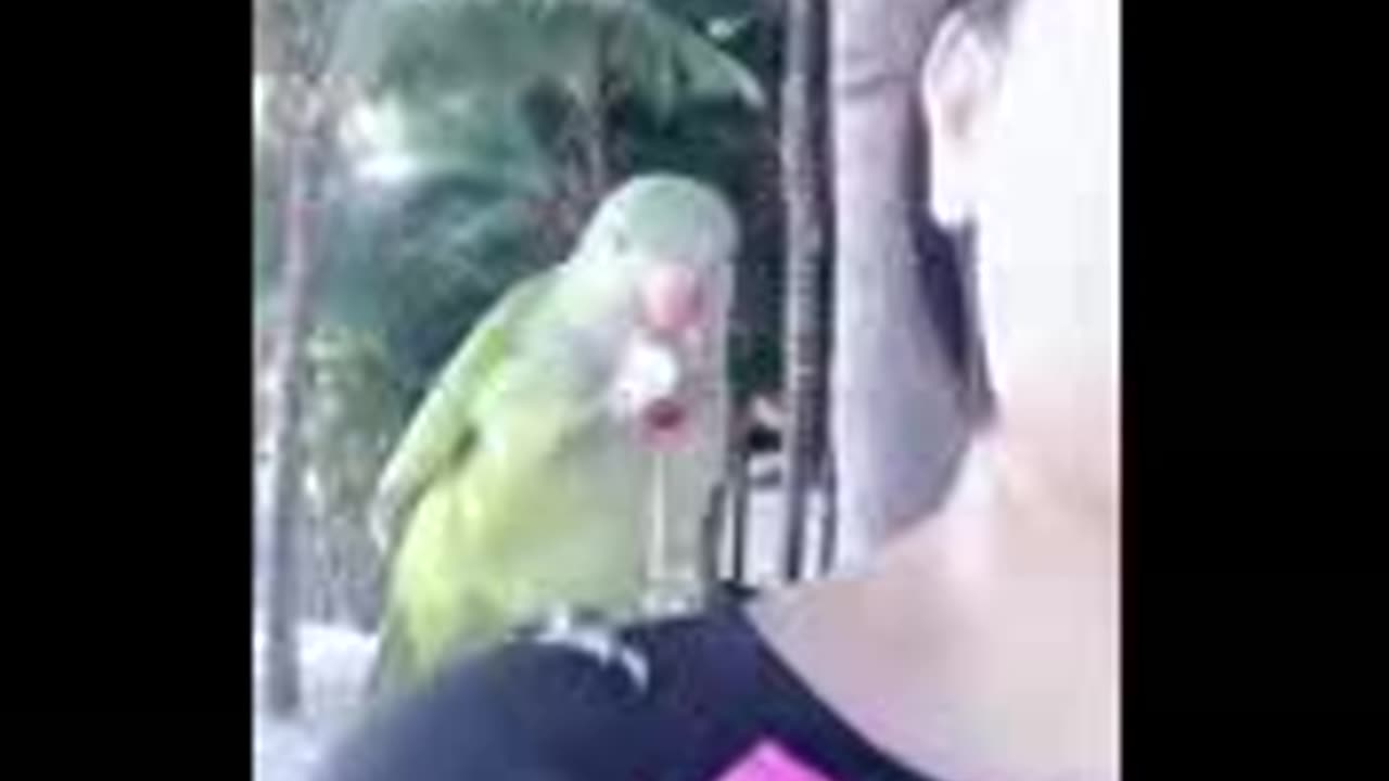 Funny animal video