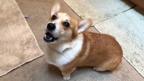 Corgi Singing Barney's I Love You Song | Very Funny