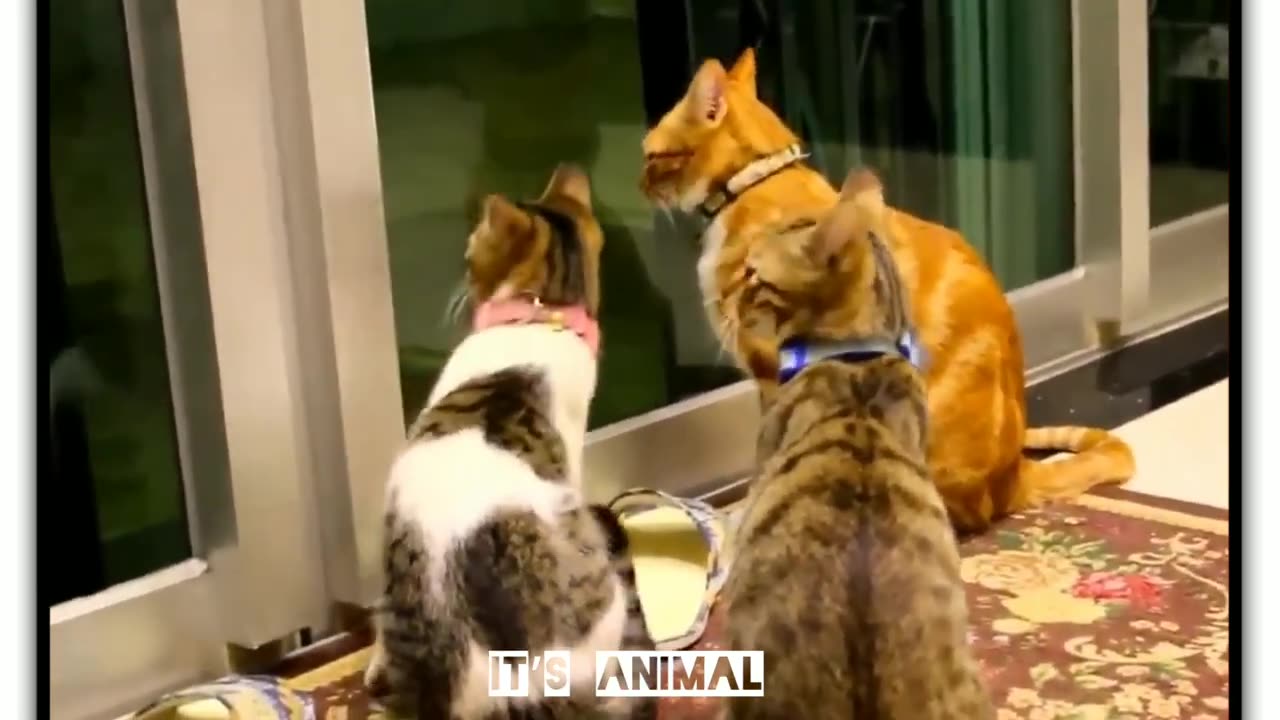 Best Funny Animal Videos Of🤣 The 2023 Funniest Cats And Dogs Videos🙀😍