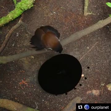 Various instances of pets being petted by residents No. 8