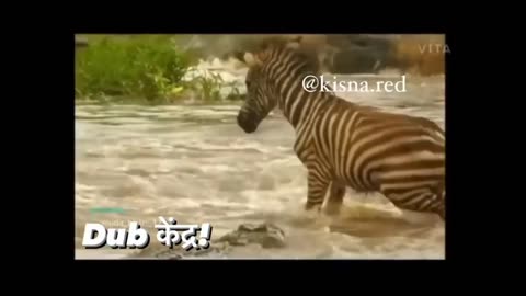 lolodile 🐊 funny dub video 😂 | lolodile sewa | crocodile funny video | rj kisna dub kendra