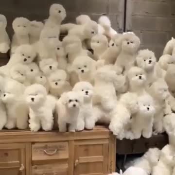 Find real pet s shorts viral cute animals