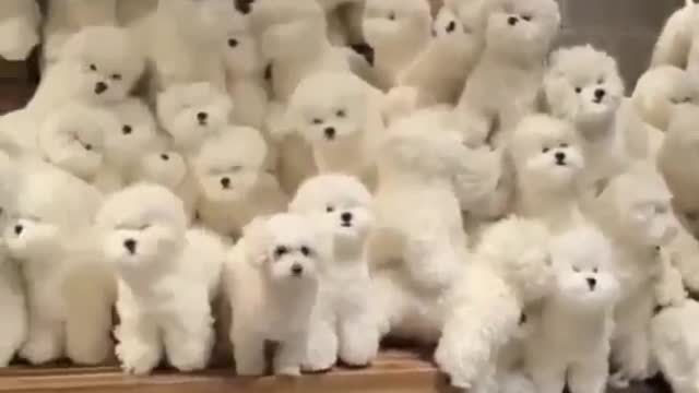 Find real pet s shorts viral cute animals