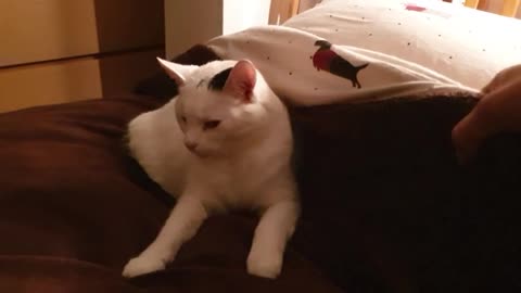 Grumpy Cat Hates Sharing The Bed With Her Owner