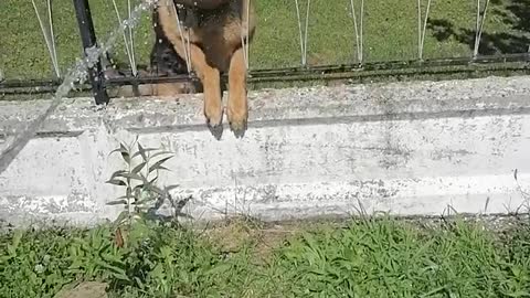 German shepherd freaking out over water