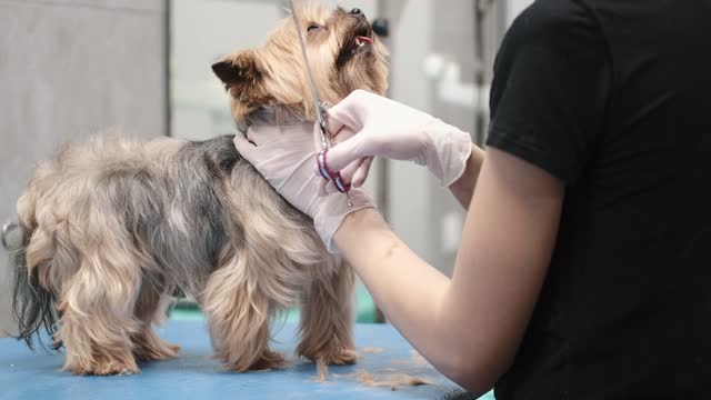 Cute 🐕 🐶hair 😱cutting, cute puppies