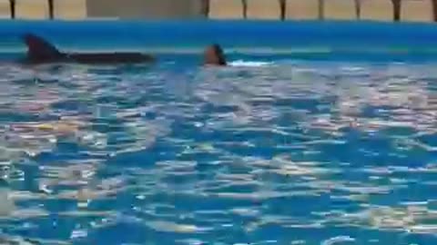 Girl vs Dolphin -- Mind blowing art _viralvideo _art _artist