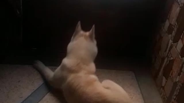 My snow chusky howls at me to take him outside