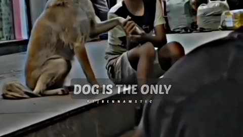 Dog's Love ❣️😎📌 WhatsApp status _inspirational quotes #motivation #shorts