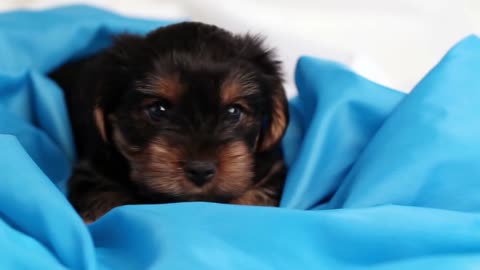 puppy Yorkshire terrier close-up in blue cloth