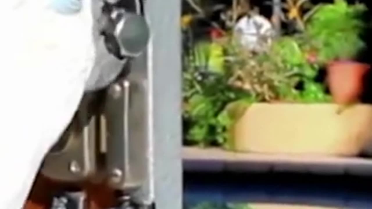 Smart parrot opens doors with different lock combinations #shorts #viral #shortsvideo #video