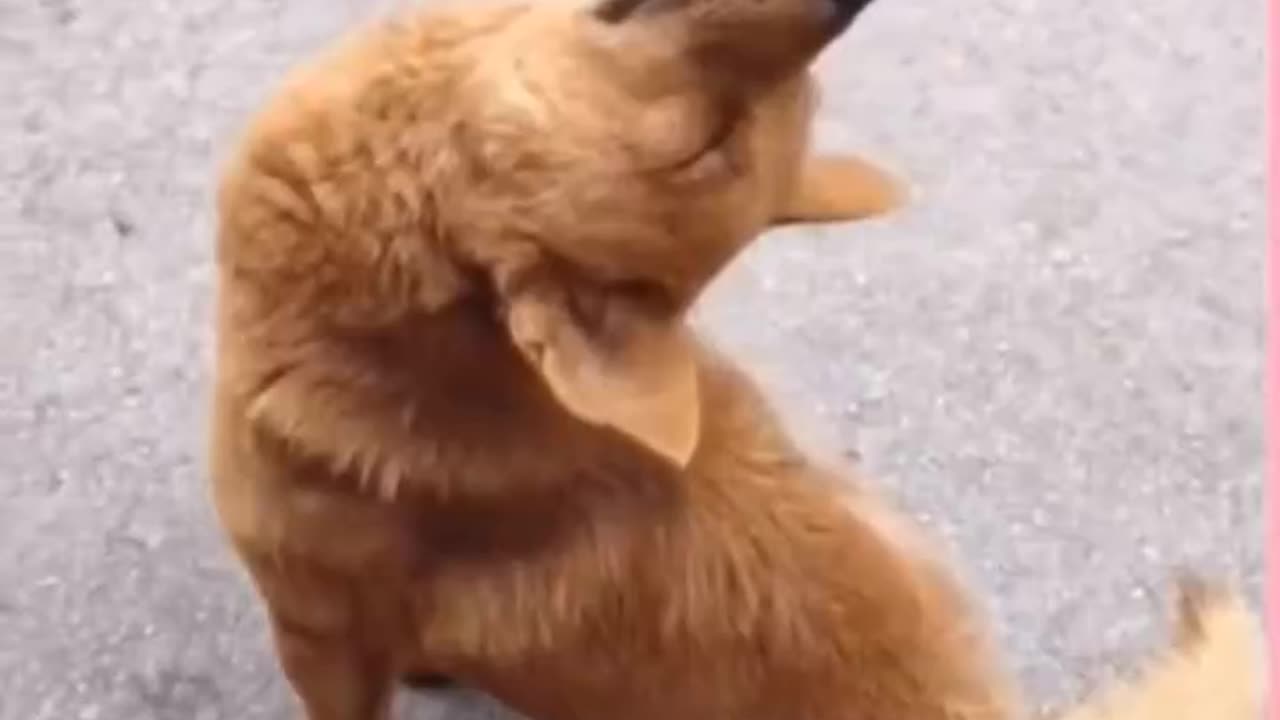 Funny animals🐵🐔🐶🐷