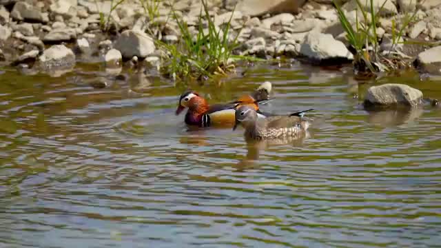 Couple of Colorful Birds in Lake