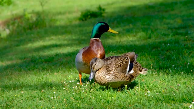 Duck Bird Grass Meadow Wind Male Female Mallard