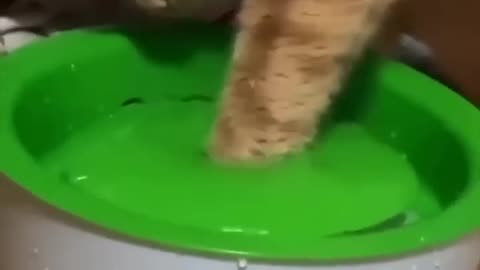 Cat Videos