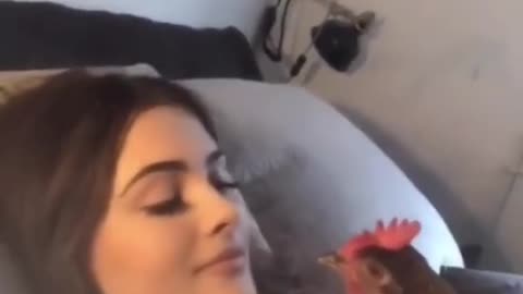 Chicken prompt to owner...Funny chick's