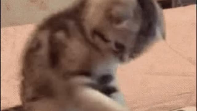 Cute Cat Gif 🐈