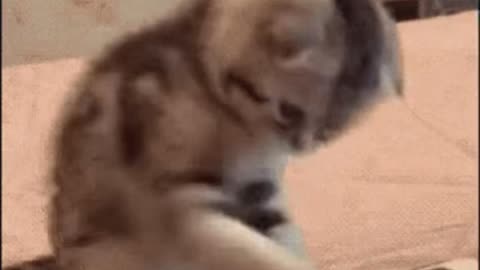 Cute Cat Gif 🐈