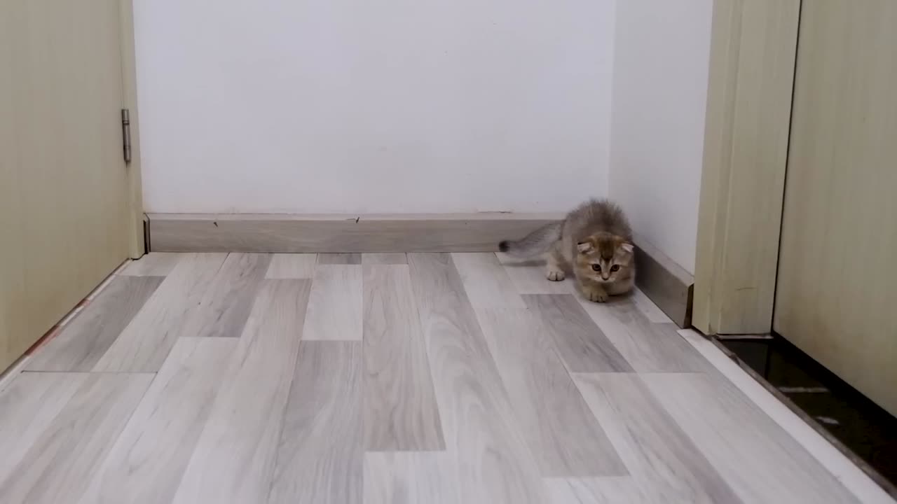 Cute cat vs 1000 balls