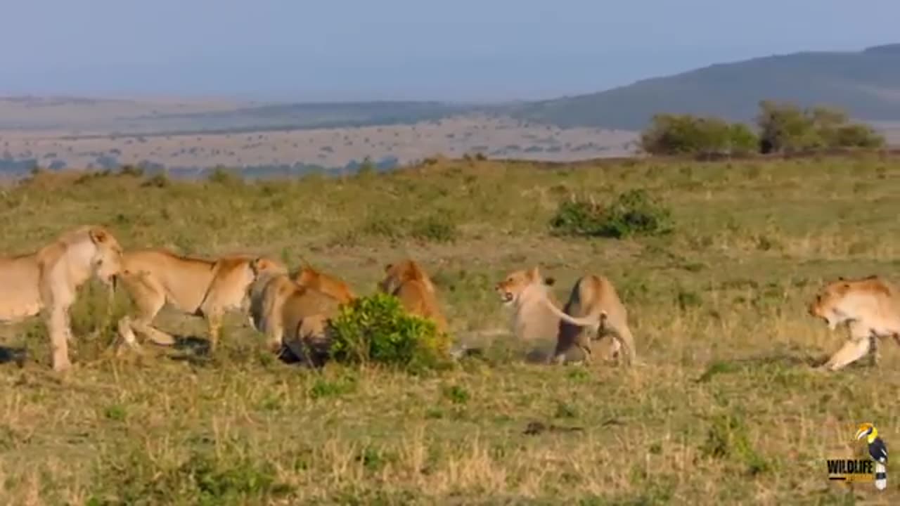 Lions attack crocodile ipmpala,