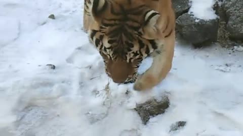 Siberian tiger