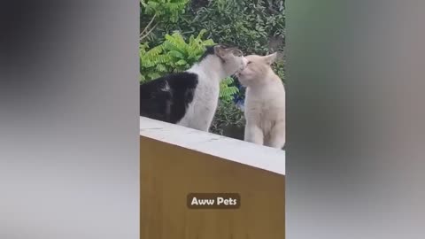 Funny cat videos compllication