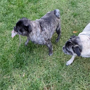 Ratter Dogs: What 🐶 🐕🐩🐕‍🦺 Breeds Excel at Catching 🐀🐁