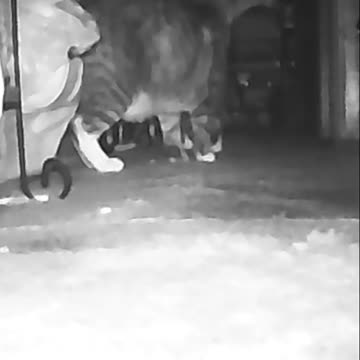 EA S56 - Cat Defense