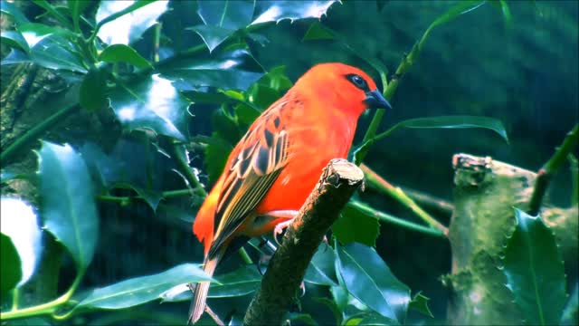 Red bird Between Leaves