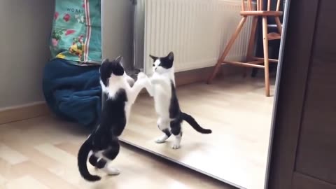 Funny Cat & Mirror videos😂