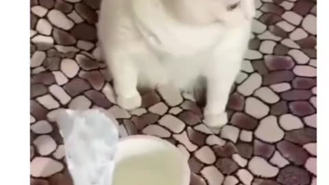 Funny cat video 🤔🤔🤔🤔🥰🥰