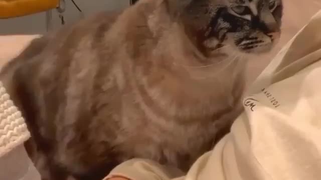 Funny cat & fun