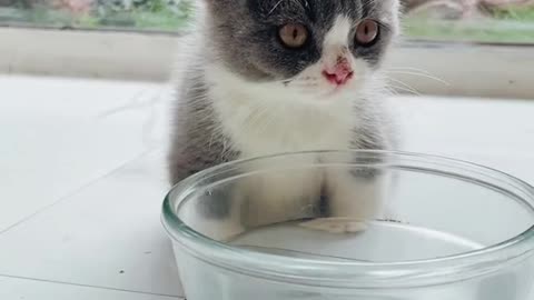 The cat just drank, it's really funny to drink