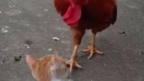 Dog playing with Chicken