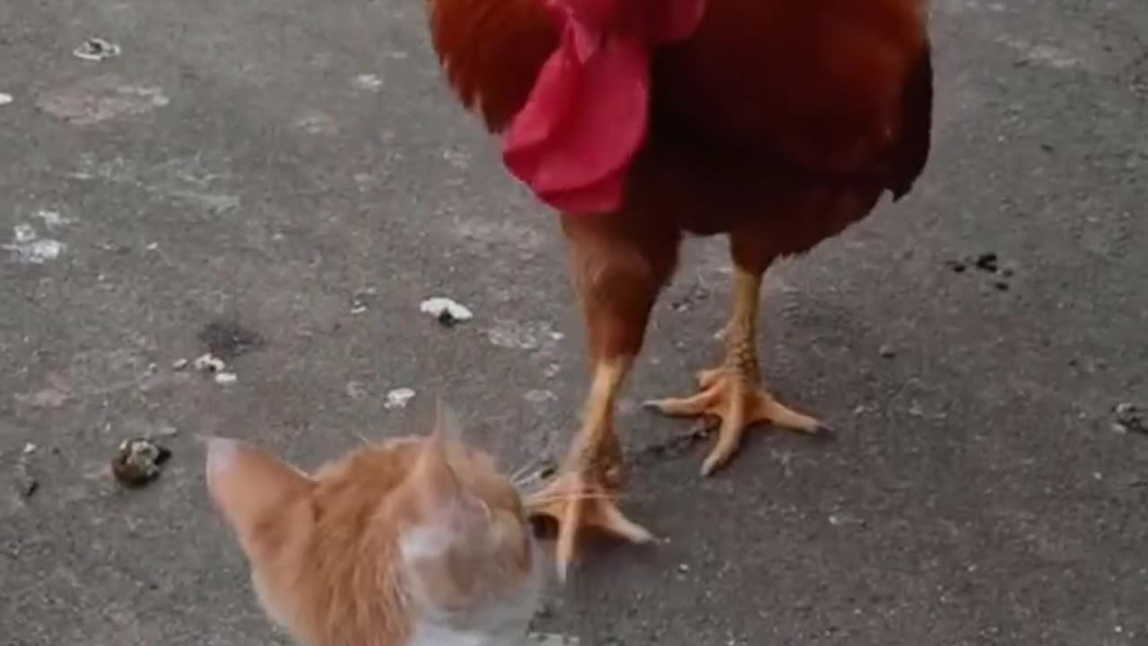 Dog playing with Chicken