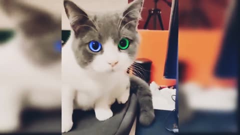 Baby Cats - Cute and Funny Cat Videos Compilation #60 _ Aww Animals (1)