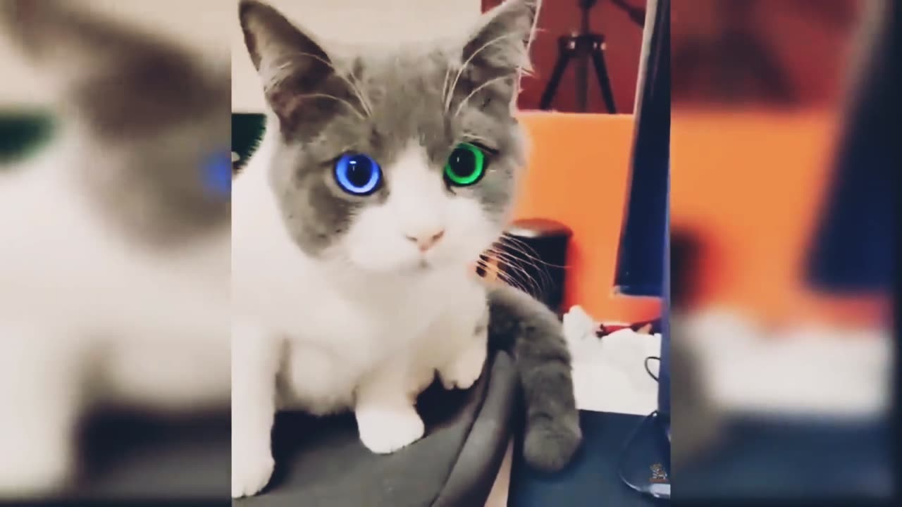 Baby Cats - Cute and Funny Cat Videos Compilation #60 _ Aww Animals (1)