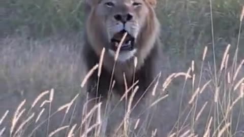 Huge male lion roars up close