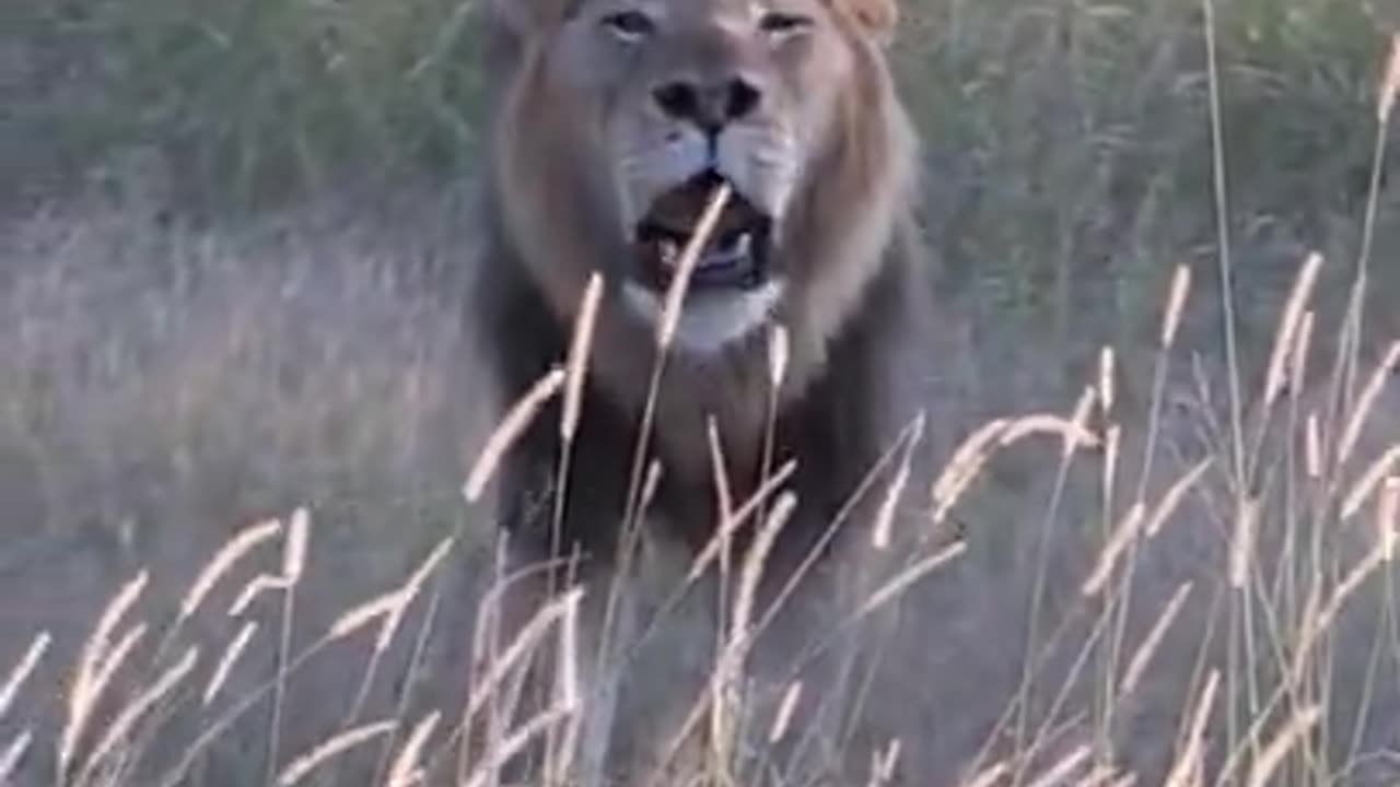 Huge male lion roars up close