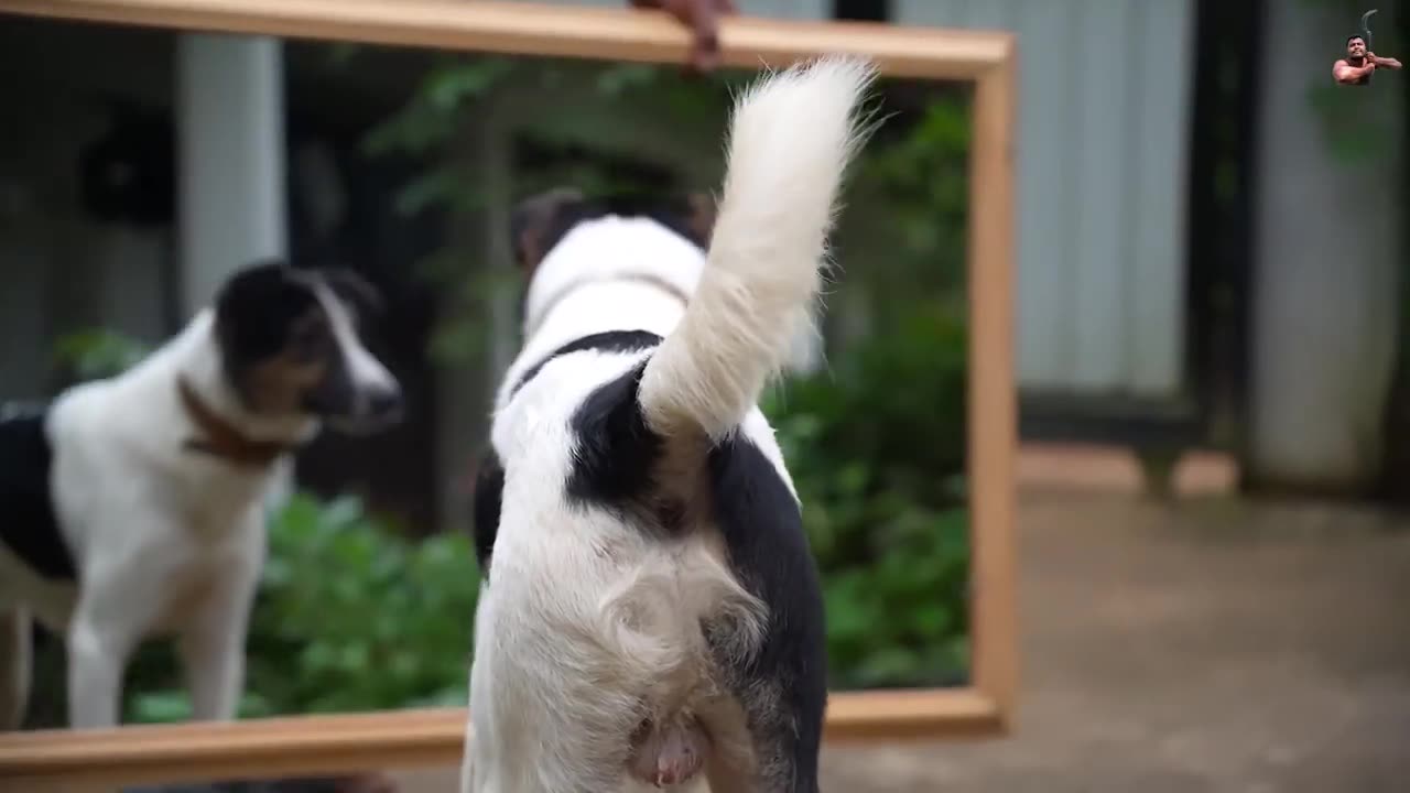 Are You Serious?... Dog Prank on Mirror
