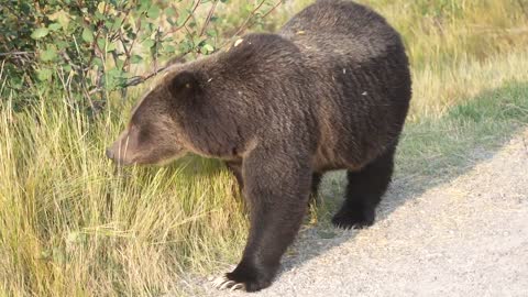 Grizzly Bear 399 looking happy and healthy in the fall of '22 after releasing her four cubs in May.