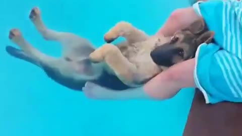 Cute dog relaxing by the pool with its owner