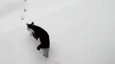 Ninja cat