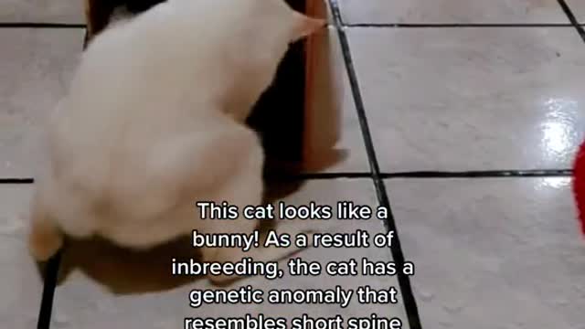 This cat looks like a bunny! As a result of