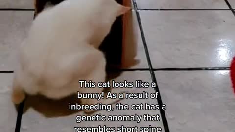 This cat looks like a bunny! As a result of