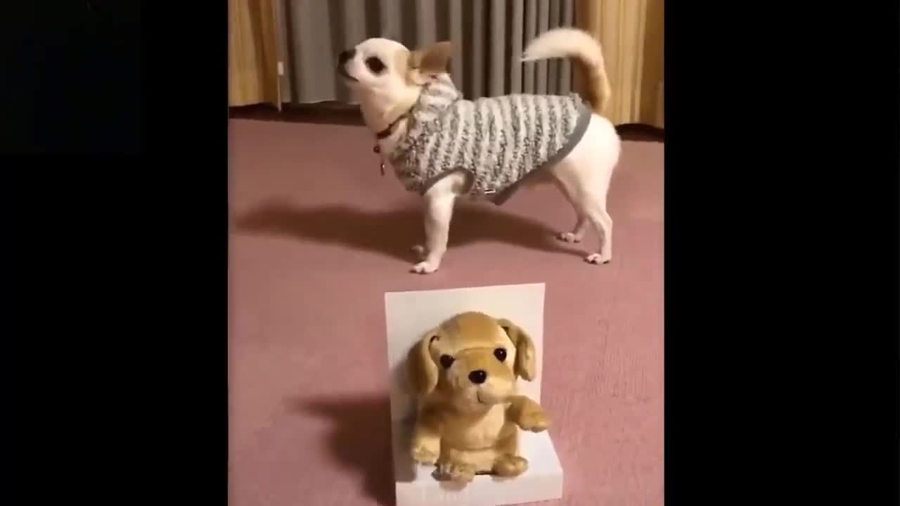 Funny cat and dog