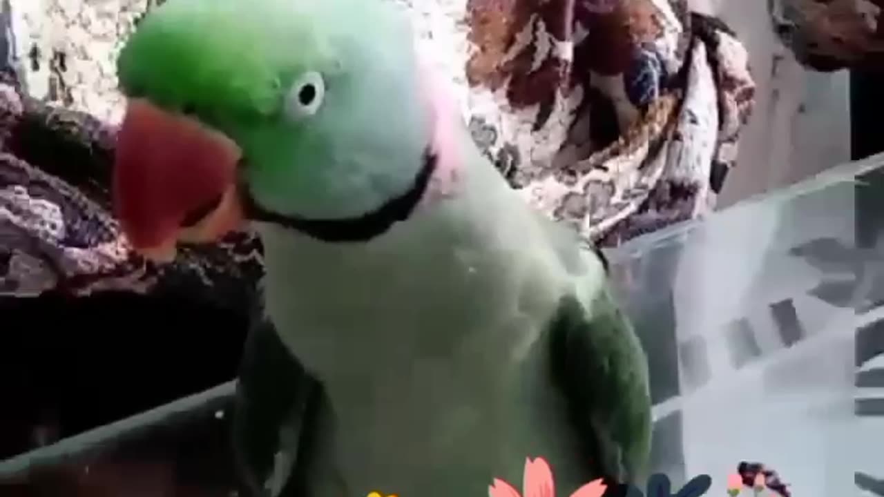 Alexander parrot