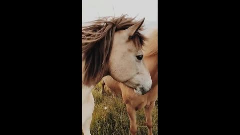 The colors of These Three Horses Are Very Pretty