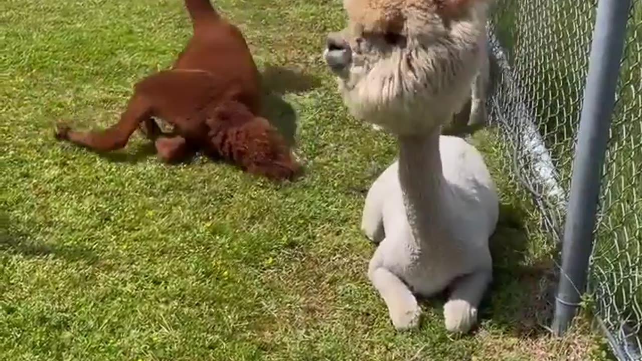 Funny animals