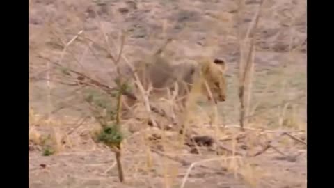 Baby lion injured and suffering but her mother refuses to feed this cute baby.